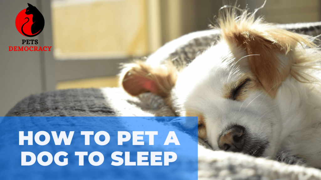 How to Pet a Dog to Sleep