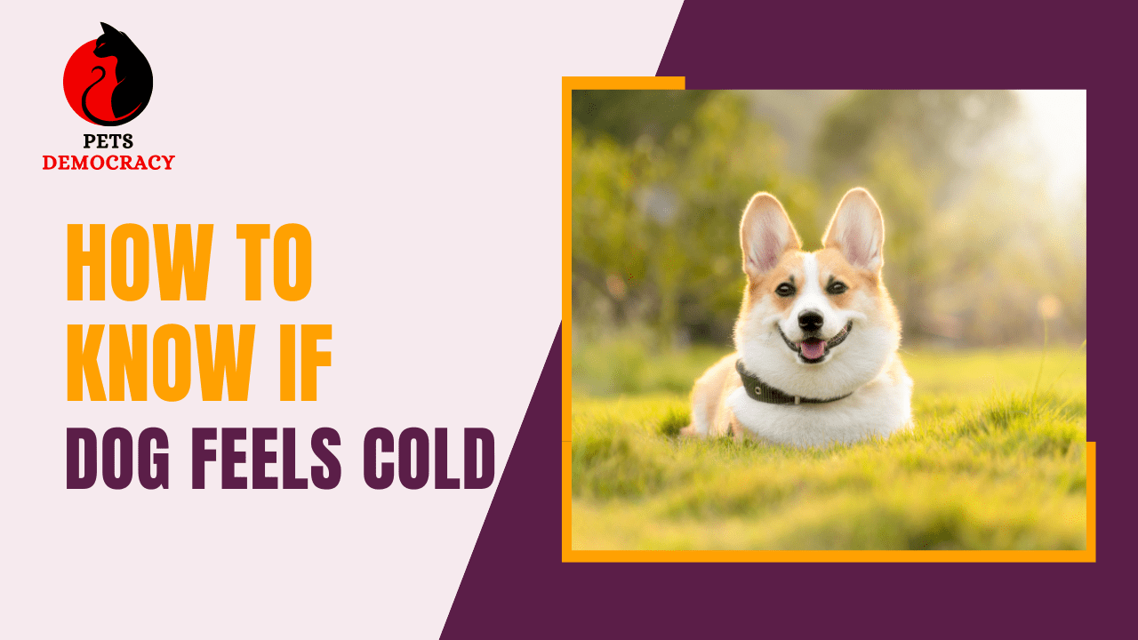 How to Know If Dog Feels Cold