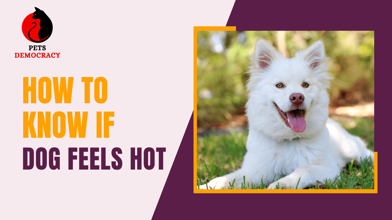 How to Know If Dog Feels Hot