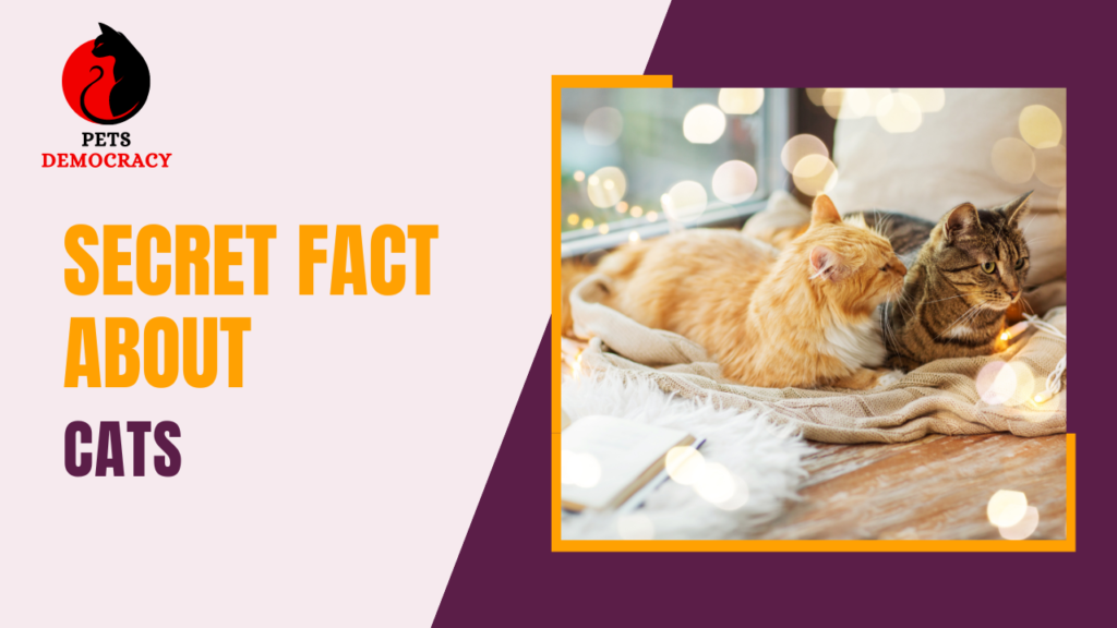 Secret Fact about Cats