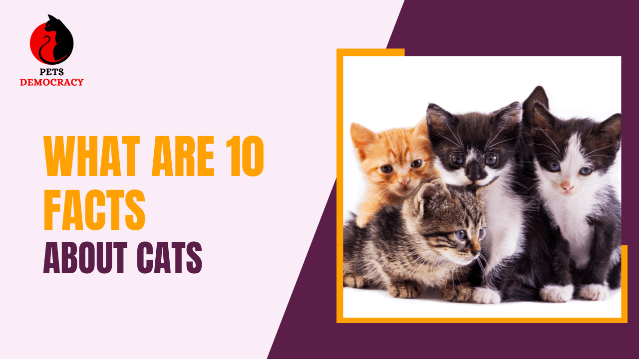 What Are 10 Facts About Cats