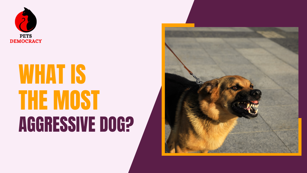 What is the Most Aggressive Dog?