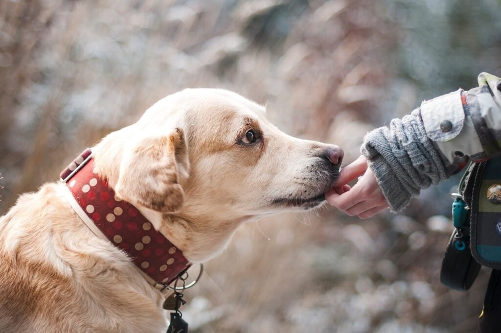 Rescue Dog Feel Safe