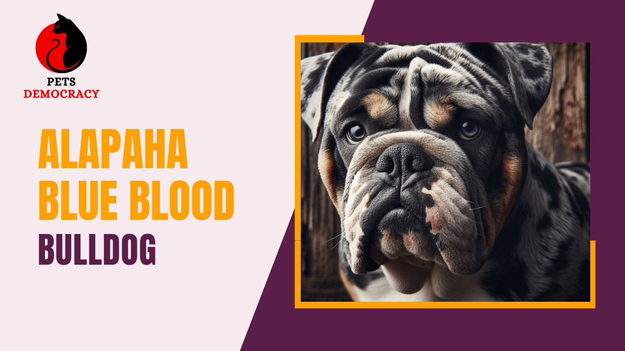 Alapaha Blue Blood Bulldog