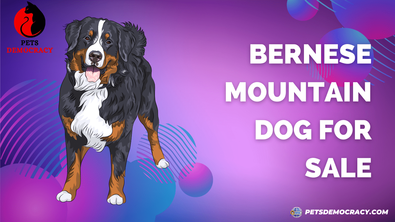 Bernese Mountain Dog