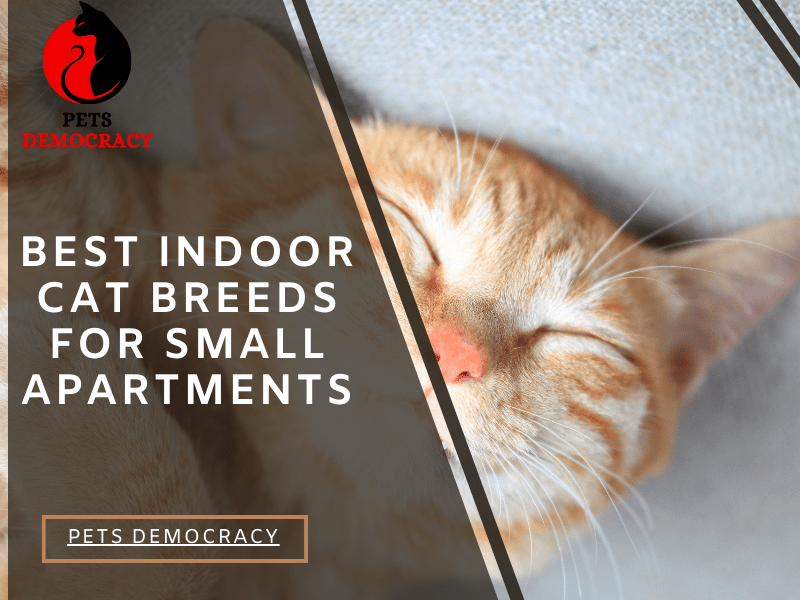 Best Indoor Cat Breeds