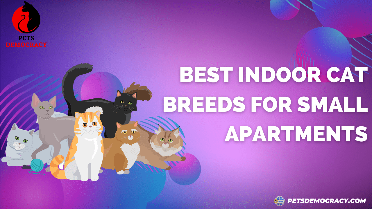 Best Indoor Cat Breeds