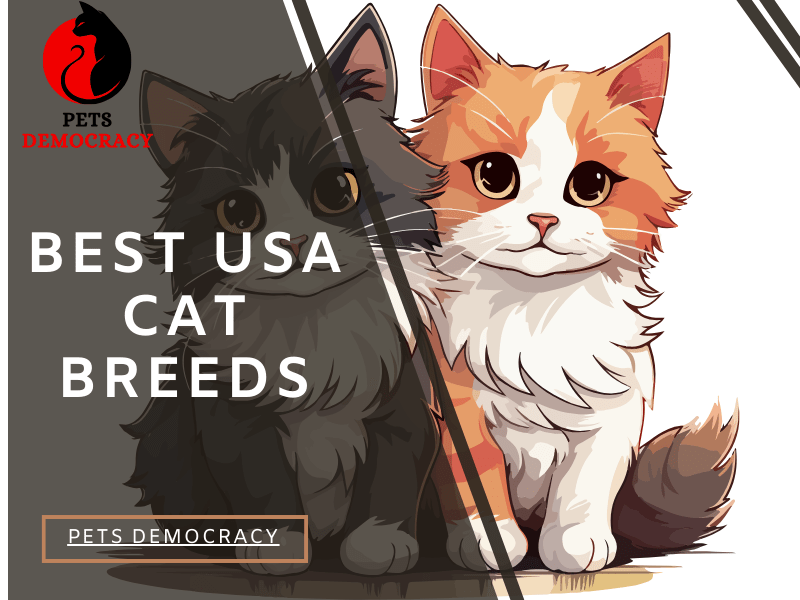 Best USA Cat Breeds