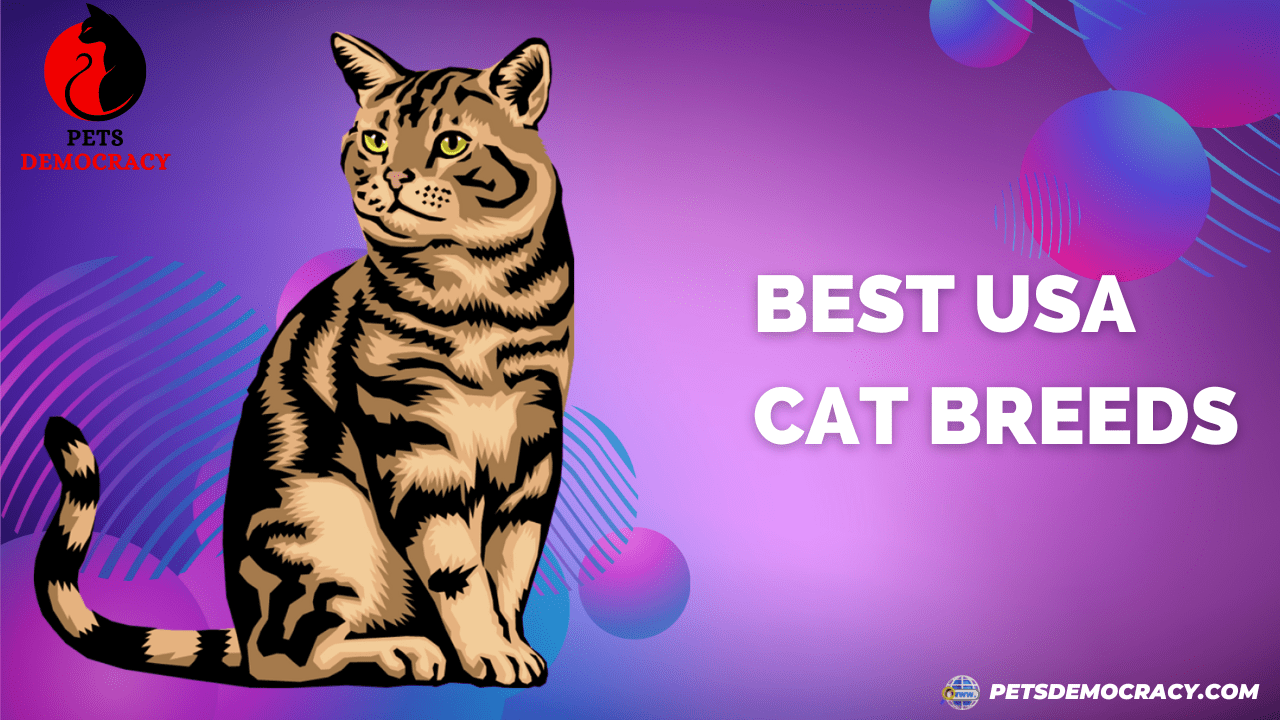 Best USA Cat Breeds