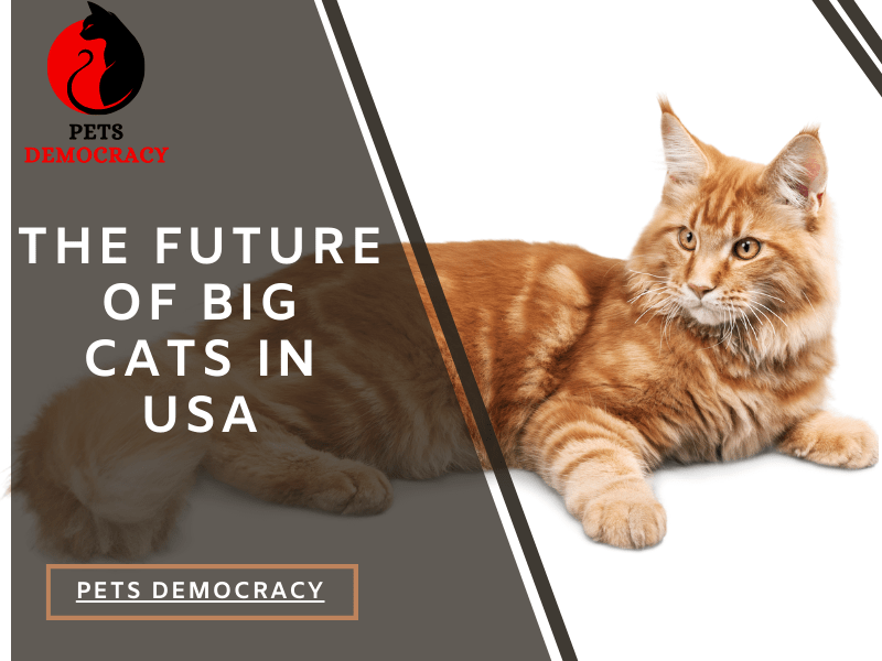 Big Cats in USA