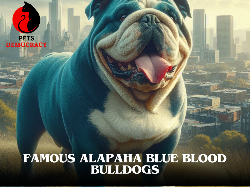 Blue Blood Bulldog