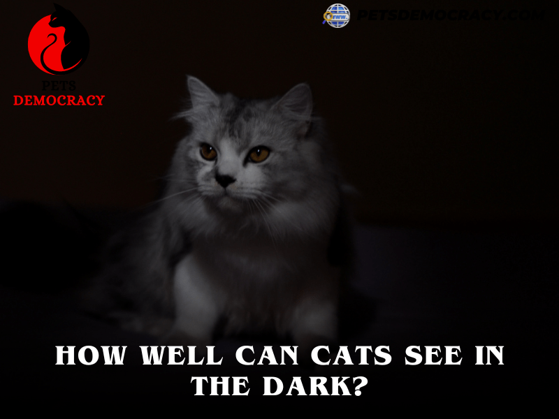 Can Cats See in the Dark