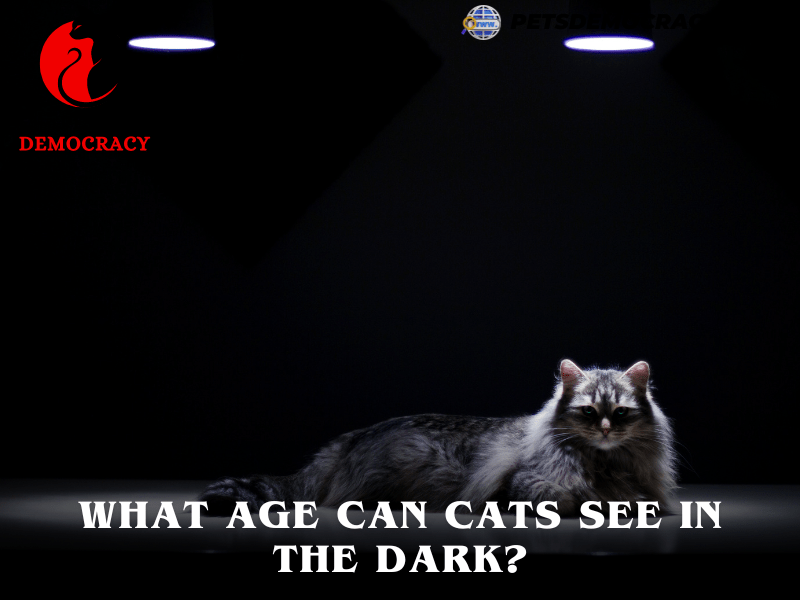 Can Cats See in the Dark