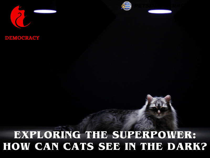 Can Cats See in the Dark