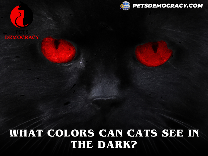 Can Cats See in the Dark