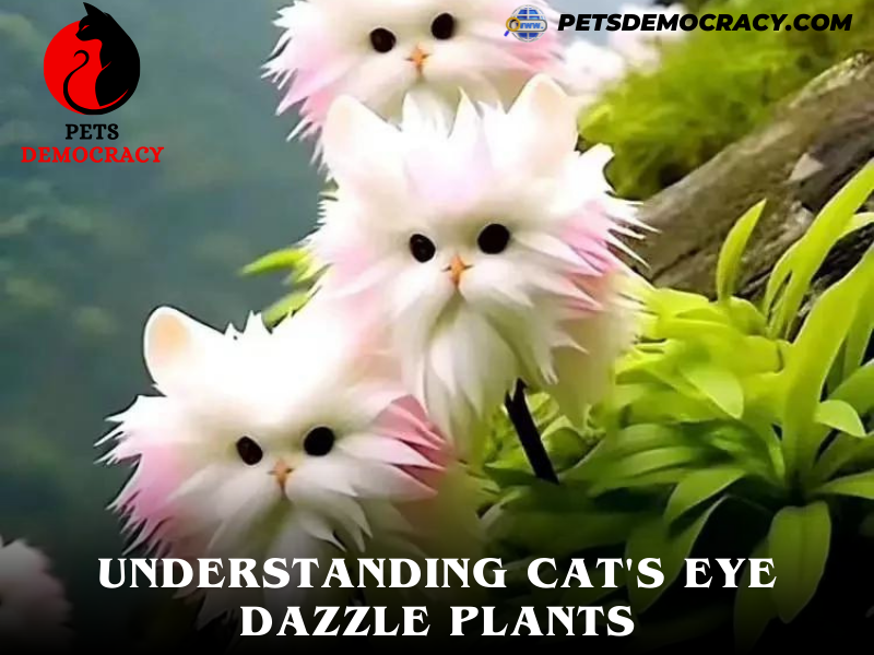 Cat's Eye Dazzle Plants