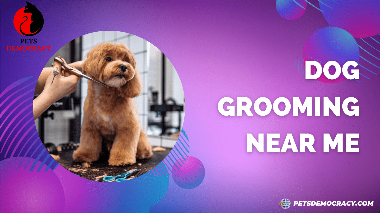 Dog Grooming Near Me