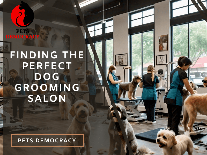 Dog Grooming Salon