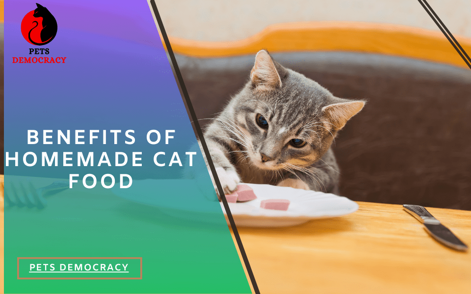 How to Make Homemade Cat Food