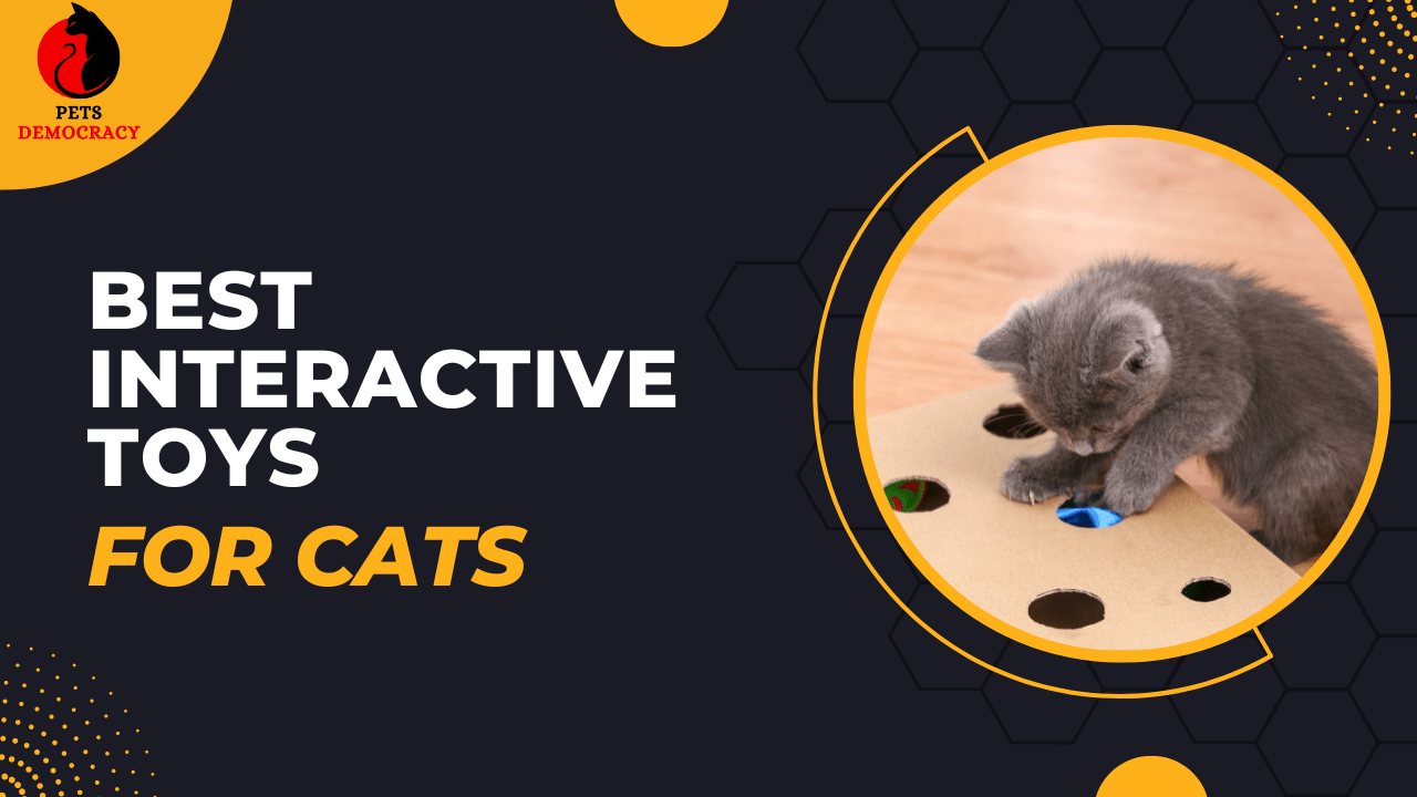 Best Interactive Toys for Cats