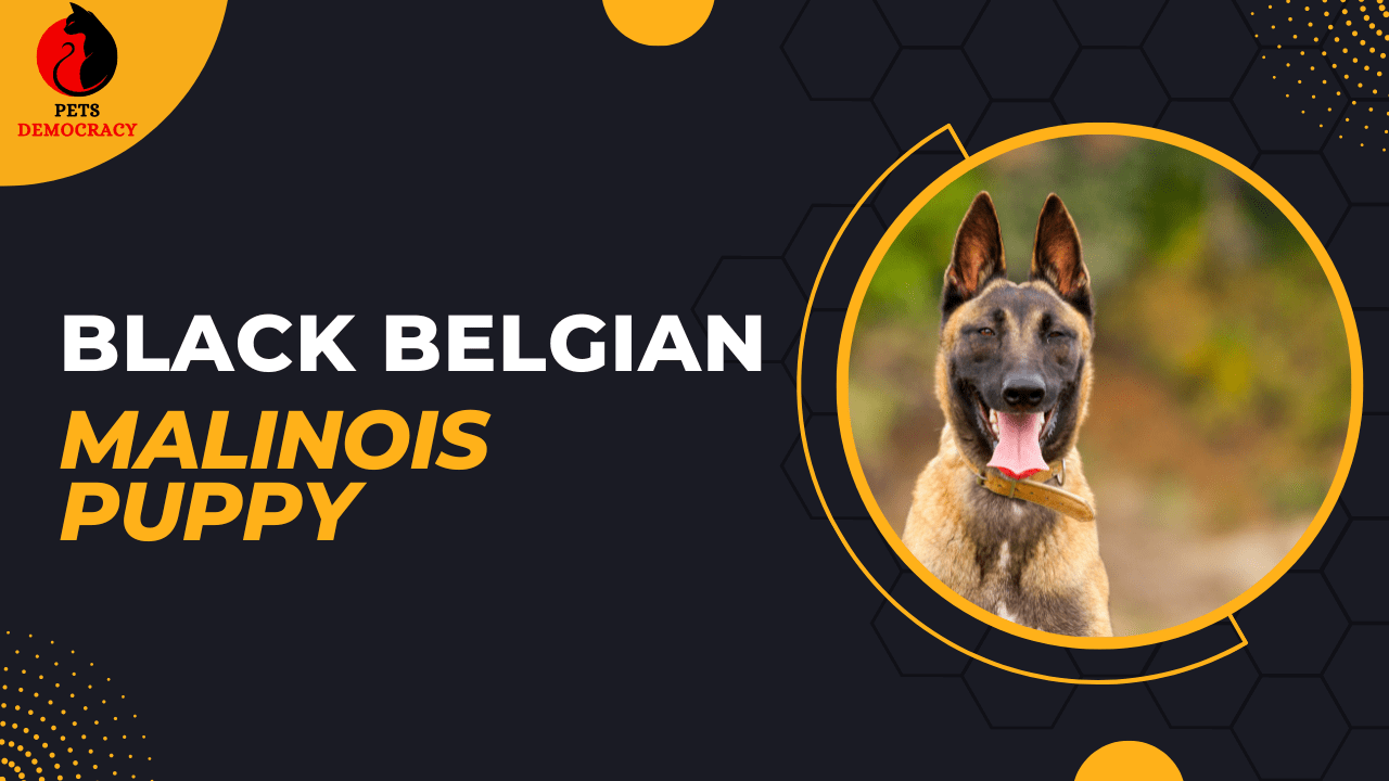 Black Belgian Malinois Puppy