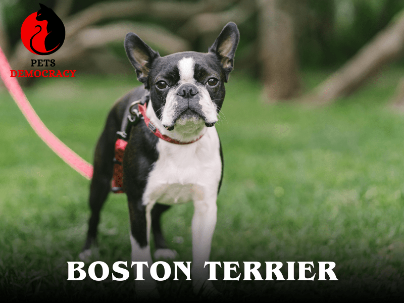 Top 10 Dog Breeds for Apartments