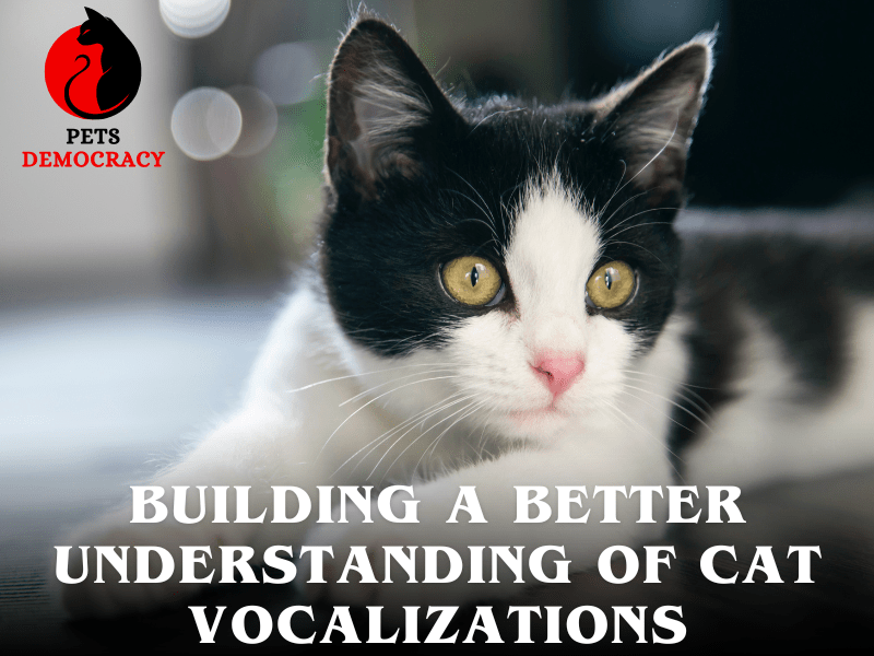 Understanding Cat Vocalizations