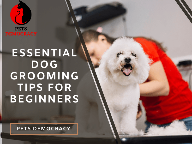 Dog Grooming Tips for Beginners