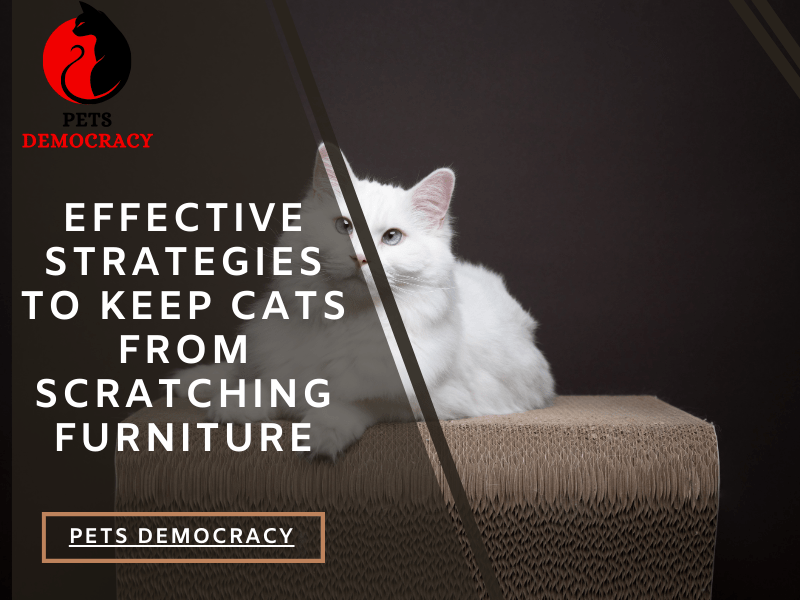 How to Keep Cats from Scratching Furniture