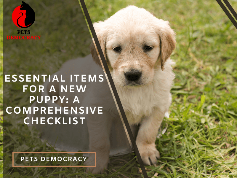 Essential Items for a New Puppy