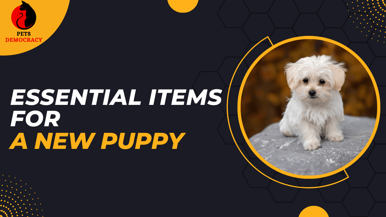 Essential Items for a New Puppy