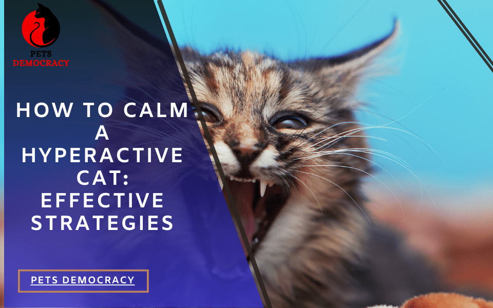 How to Calm a Hyperactive Cat