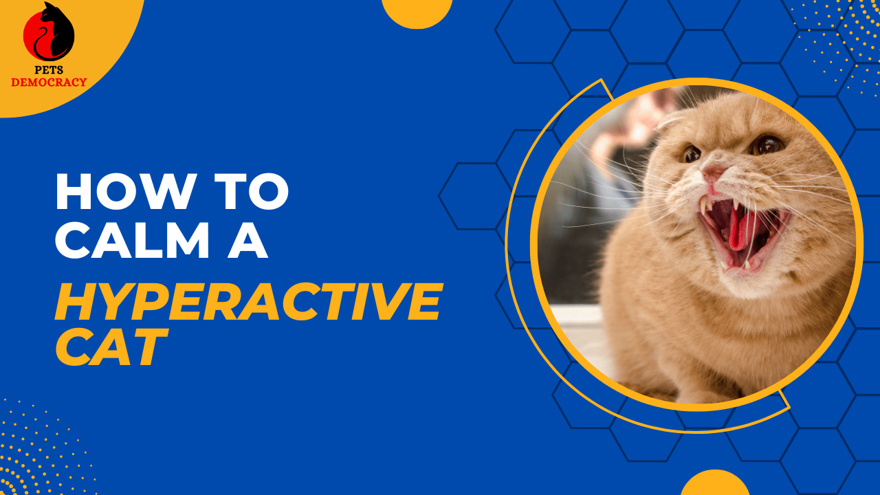 How to Calm a Hyperactive Cat