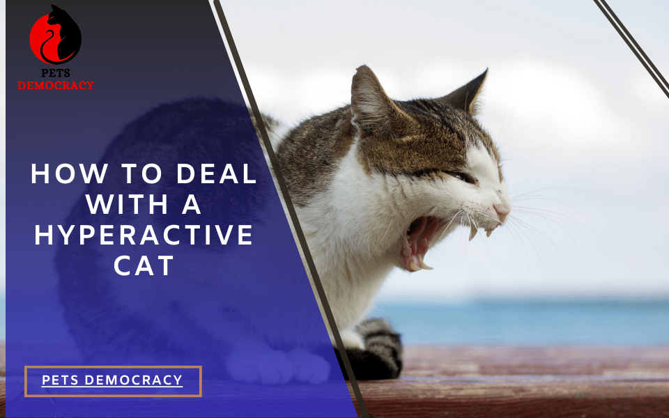 How to Calm a Hyperactive Cat