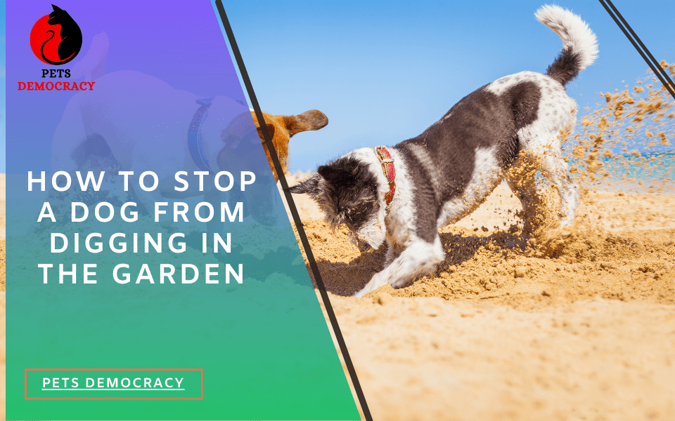 How to Stop a Dog From Digging