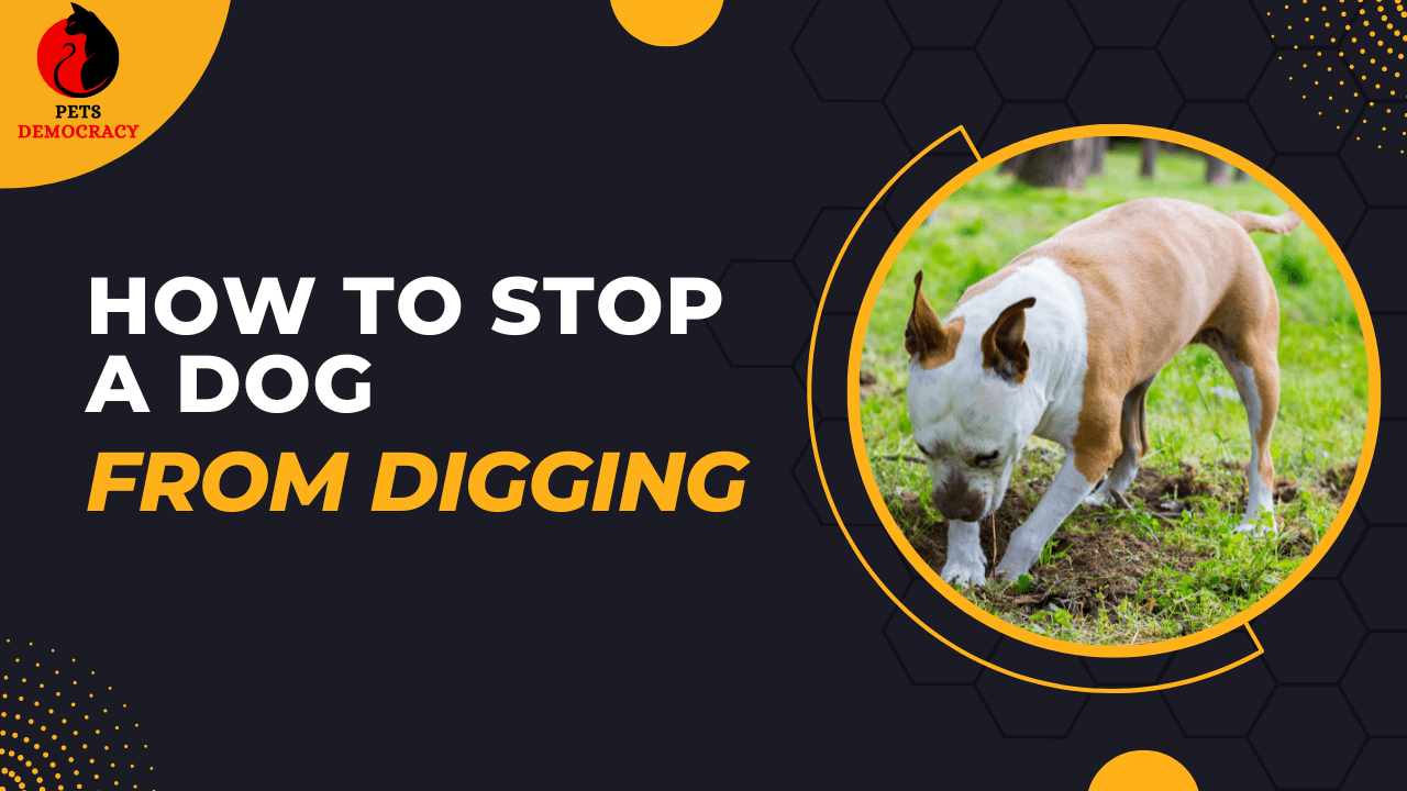 How to Stop a Dog From Digging