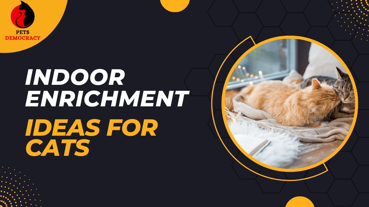 Indoor Enrichment Ideas for Cats