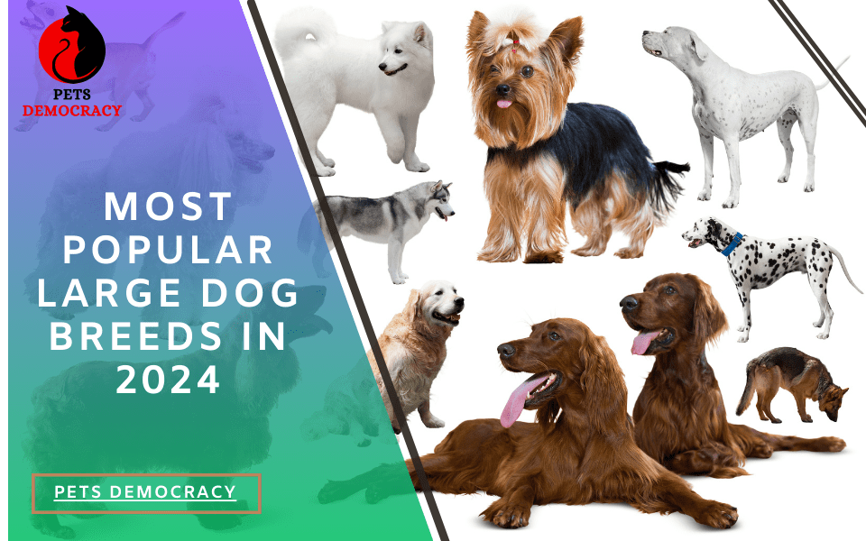 Most Popular Dog Breeds in 2024