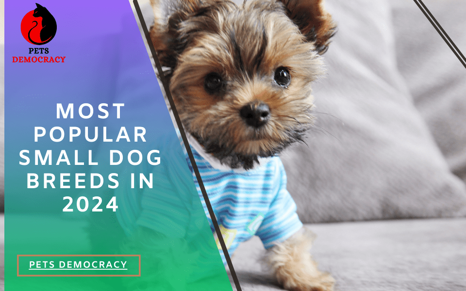 Most Popular Dog Breeds in 2024