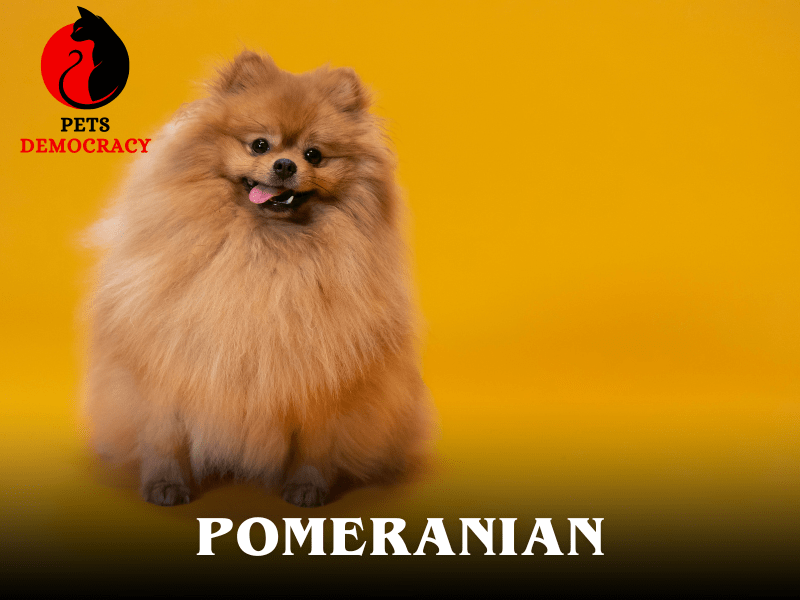 Top 10 Dog Breeds for Apartments