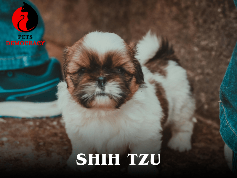 Top 10 Dog Breeds for Apartments