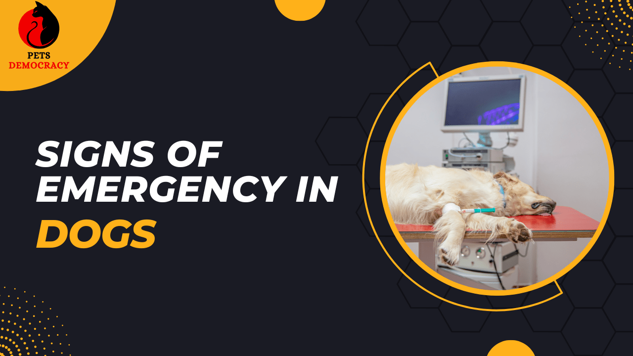 Signs of Emergency in Dogs