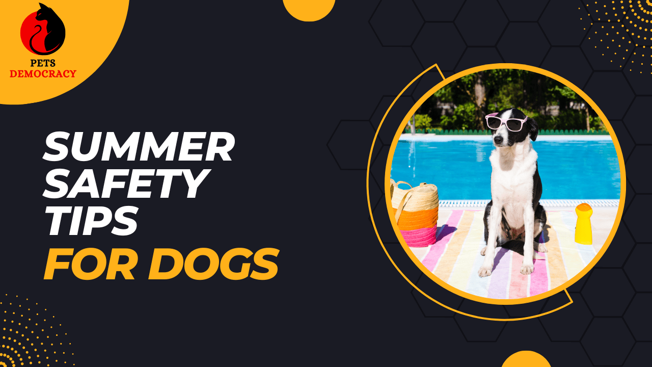 Summer Safety Tips for Dogs