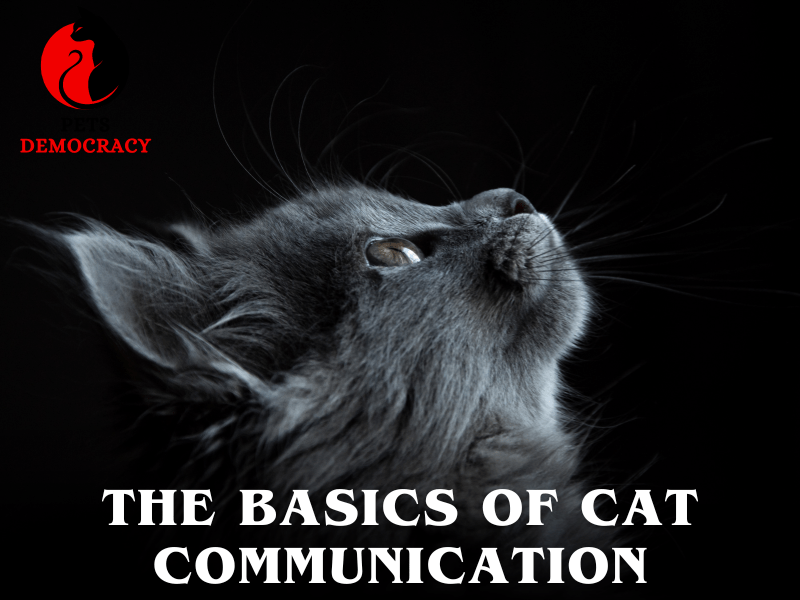 Understanding Cat Vocalizations