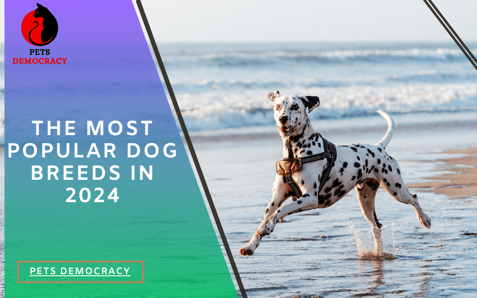 Most Popular Dog Breeds in 2024