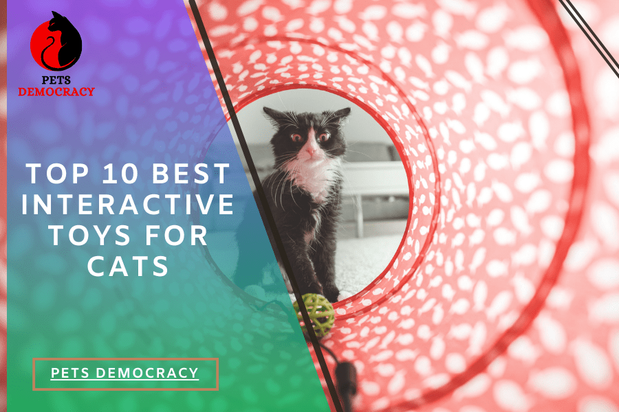 Best Interactive Toys for Cats