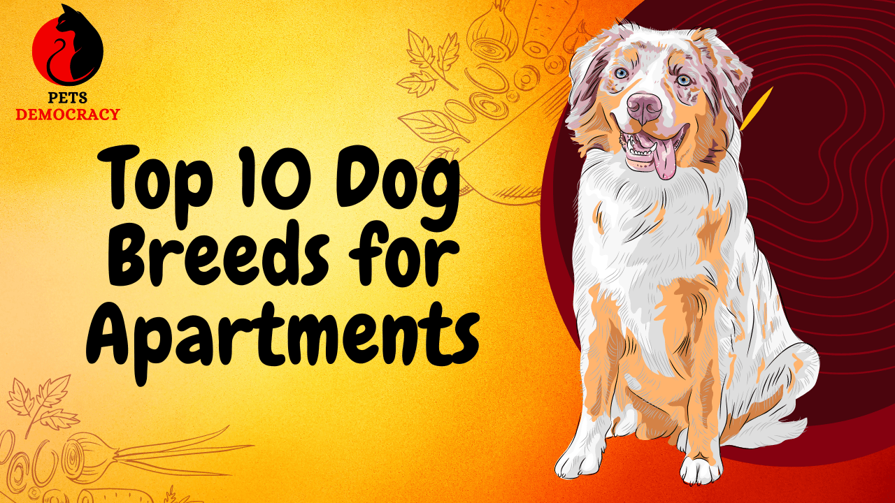 Top 10 Dog Breeds for Apartments