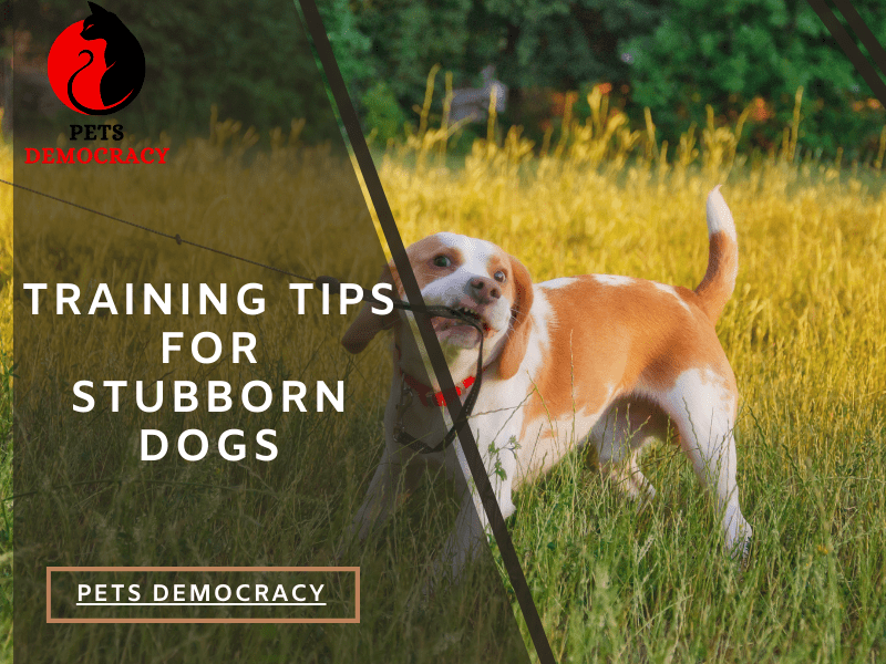 Training Tips for Stubborn Dogs