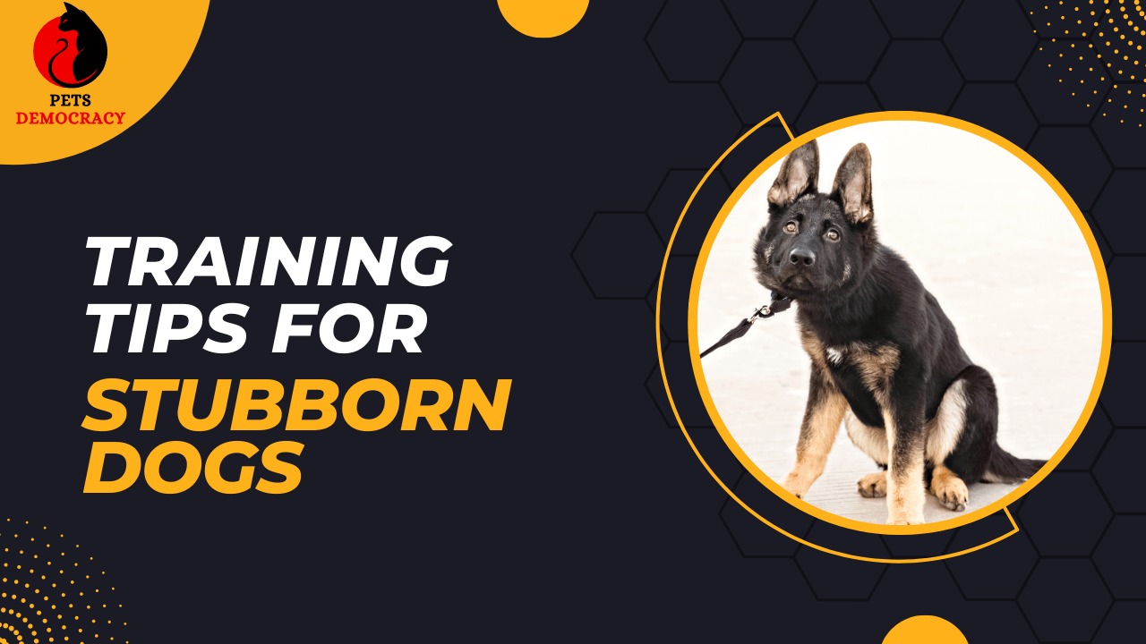 Training Tips for Stubborn Dogs