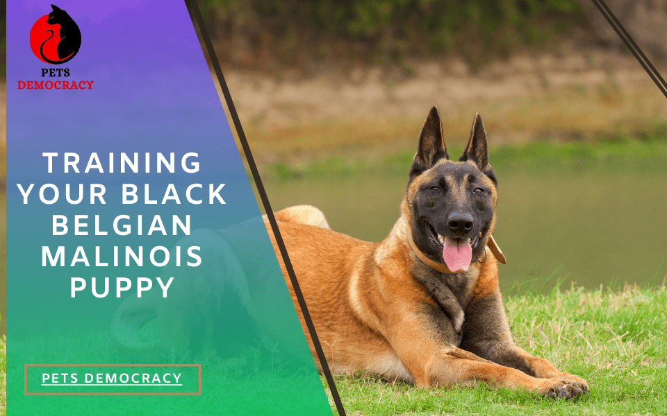 Black Belgian Malinois Puppy